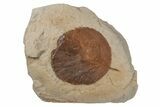 Fossil Leaf (Davidia) - Montana #215540-1